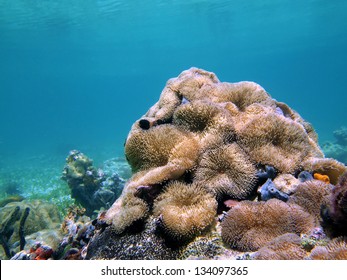 Sea Anemones Stichodactyla Helianthus, Underwater In The Caribbean Sea