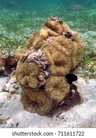 Sea Anemones Stichodactyla Helianthus Underwater In The Caribbean Sea, Costa Rica, Central America