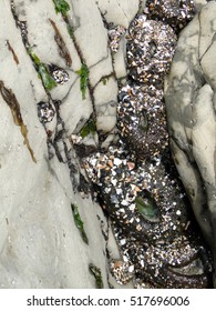     Sea anenomes and barnacles on beach rocks at low tide, Newport,Oregon coast                           