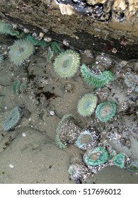     Sea anenomes and barnacles on beach rocks at low tide, Newport,Oregon coast                           