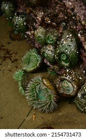 Sea Anenomes In A Tide Pool At Canon Beach, Oregon