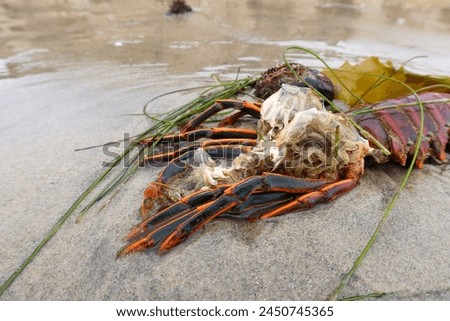 Sea Animal Shell in a tidal zone washed up by waves looking at a Lobster Carapace Molt