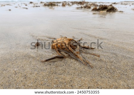 Sea Animal Shells in a tidal zone washed up by waves looking at a Crab Carapace Molt