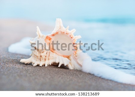 sea background with seashell on the clean sandy beach against waves