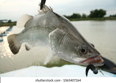 Sea - Bass Or Barramundi Fishing