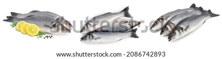 Sea bass fich isolated on white background. Top view. Flat lay. Set or collection
