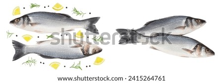 Sea bass fich isolated on white background . Top view. Flat lay