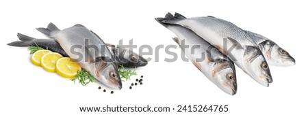 Sea bass fich isolated on white background with full depth of field.