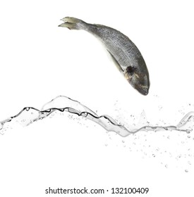 Sea Bass Fish Jumping In The Water