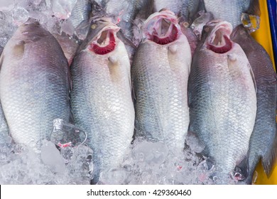 sea bass and fresh fish at the market. (gills fresh fish)