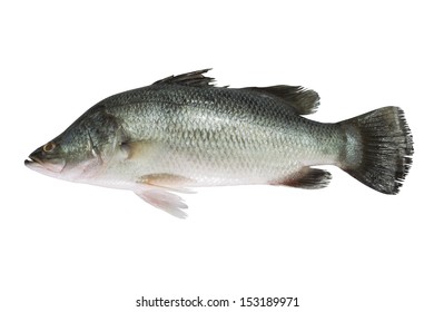 Sea Bass Isolated On White Background