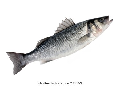 Sea Bass Isolated On White