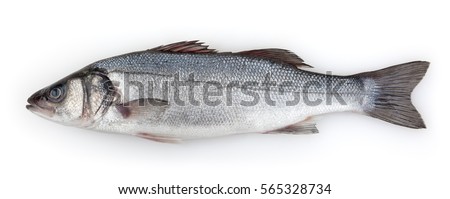 Sea bass isolated on white background with clipping path