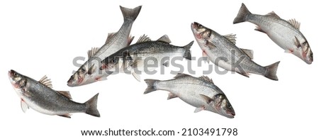 Sea bass, school of seabass fish isolated on white background