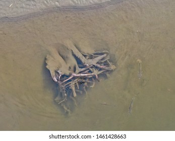 Sea Bass Swimming Next To A Log In The Ocean