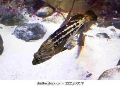 Sea Bass Swimming In The Water Among The Rocks. High Quality Photo