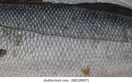 Sea Bass With White Background