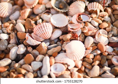 sea beach summer girl seashells