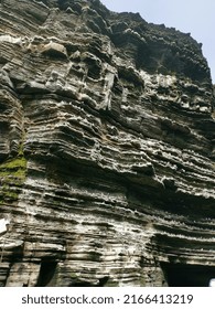 Sea Bird Colony On The Island Of Stroma. 