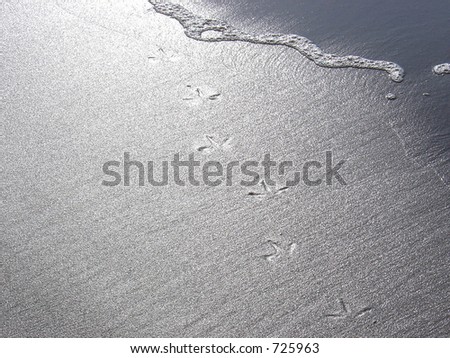 A sea bird has left its prints on the sand, soon to be erased by a wave.