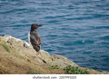 Sea Bird Saw In Skommer Island In Wales 