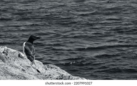 Sea Bird Saw In Skommer Island In Wales 