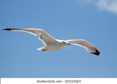 Sea Bird Seagull. Nature Closeup