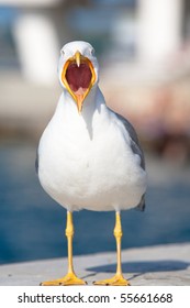 Sea Bird Seagull. Nature Closeup