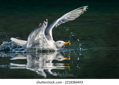 Sea Bird Taking Off On Lake To Fly