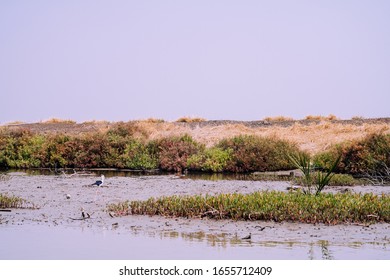sea birds; Common Greenshank in local Thai mangrove forest