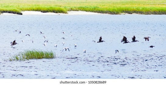 Sea Birds In Flight Near Sapelo Island, Georgia