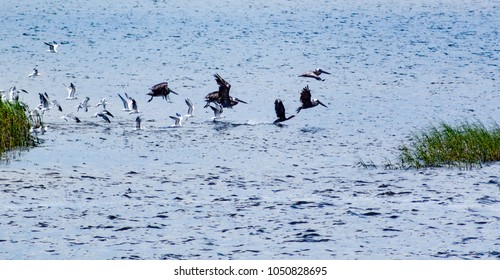 Sea Birds In Flight Near Sapelo Island, Georgia