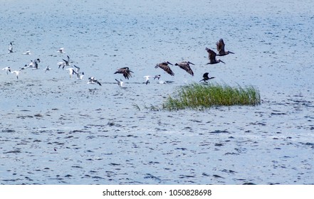 Sea Birds In Flight Near Sapelo Island, Georgia