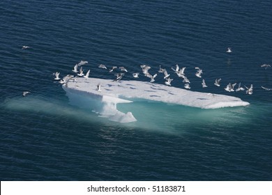 Sea Birds On Ice Floe In Nunavut (canadian Arctic Sea)