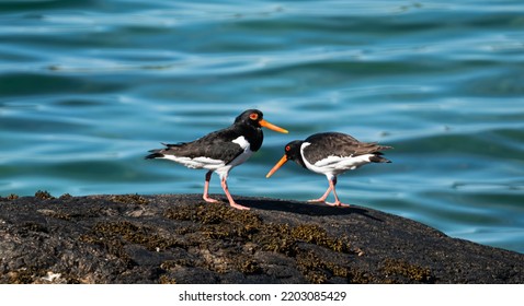 Sea Birds On A Sunny Day