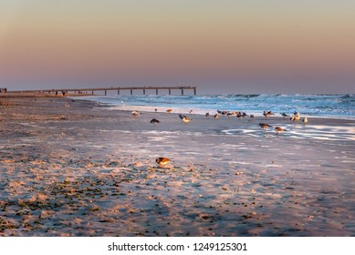 Sea Birds Parading On Early Sunrise At Miami Beach Fishing Pier During Golden Hour