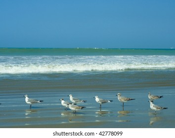 Sea Birds, Shot At Manta, Ecuador