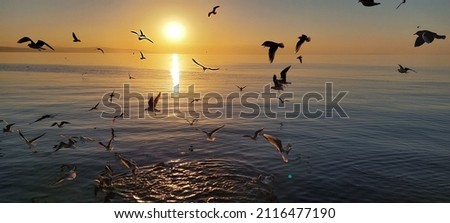 Sea ​​and birds at sunset