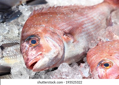 Sea Bream