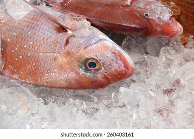 7 Speckled snapper Images, Stock Photos & Vectors | Shutterstock