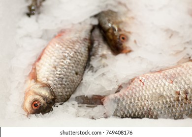 Sea bream fish on ice. Fresh fish on ice for sale at market. - Shutterstock ID 749408176