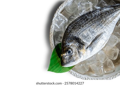 sea bream in high reolution image and isolated with blurry ends and different angles