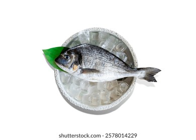 sea bream in high reolution image and isolated with blurry ends and different angles