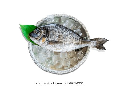sea bream in high reolution image and isolated with blurry ends and different angles