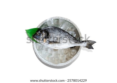 sea bream in high reolution image and isolated with blurry ends and different angles
