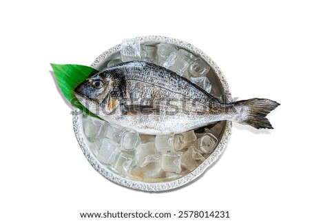 sea bream in high reolution image and isolated with blurry ends and different angles
