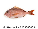 sea bream on white background