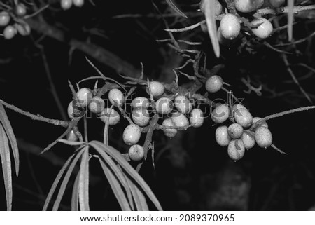 Similar – Image, Stock Photo Close-up of red berries and leaves of schinus molle in nature