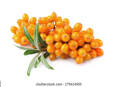 Sea buckthorn berries branch on a white background 