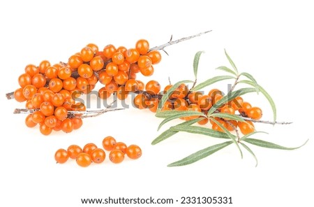 Sea buckthorn berries branches on a white background. Fresh ripe berries with leaves.